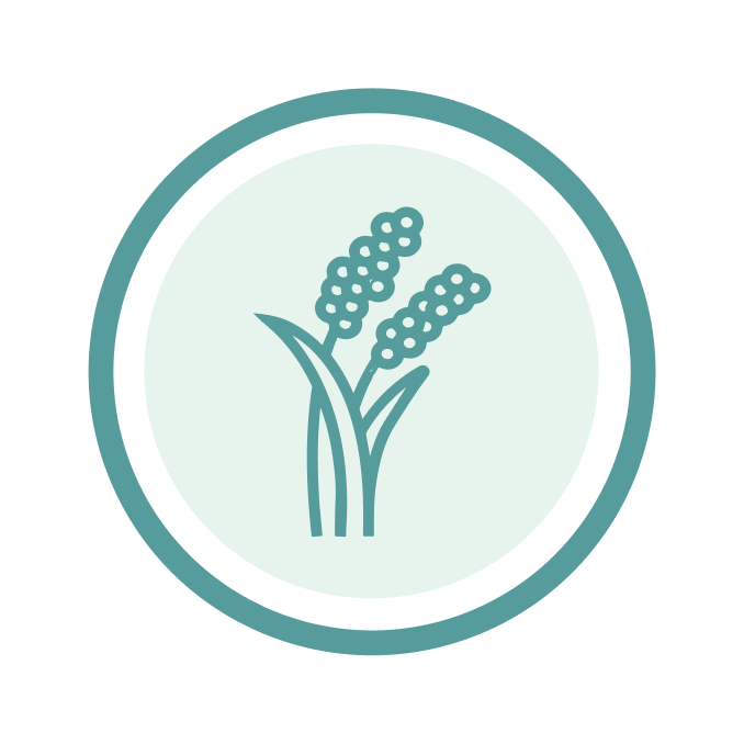 Millet grain icon